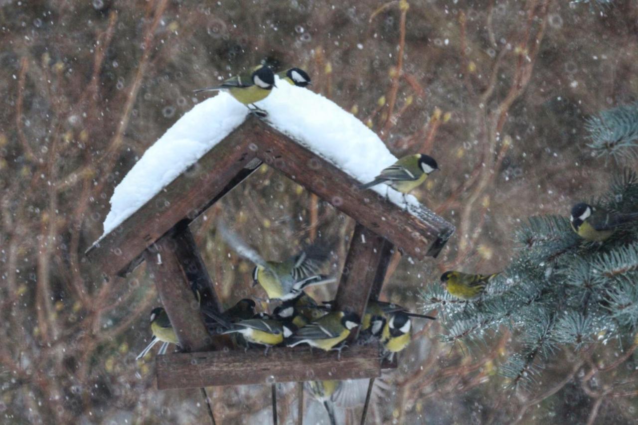Willa Pod Zlota Morwa Swieta Katarzyna  Esterno foto
