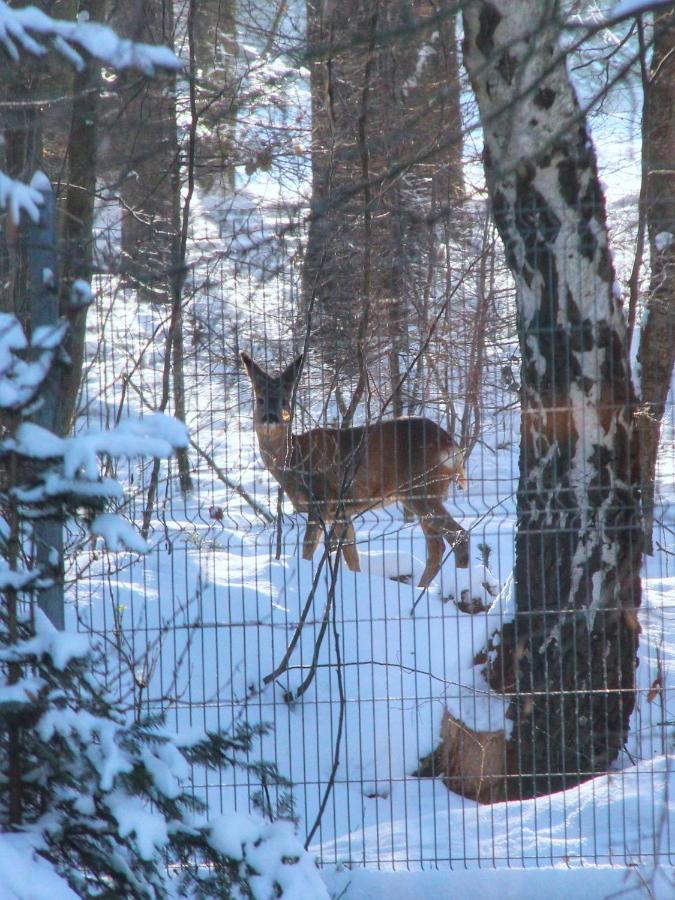 Willa Pod Zlota Morwa Swieta Katarzyna  Esterno foto